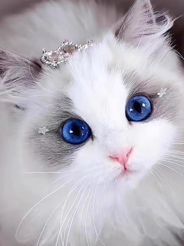 猫舍直销,批发价出售,布偶猫